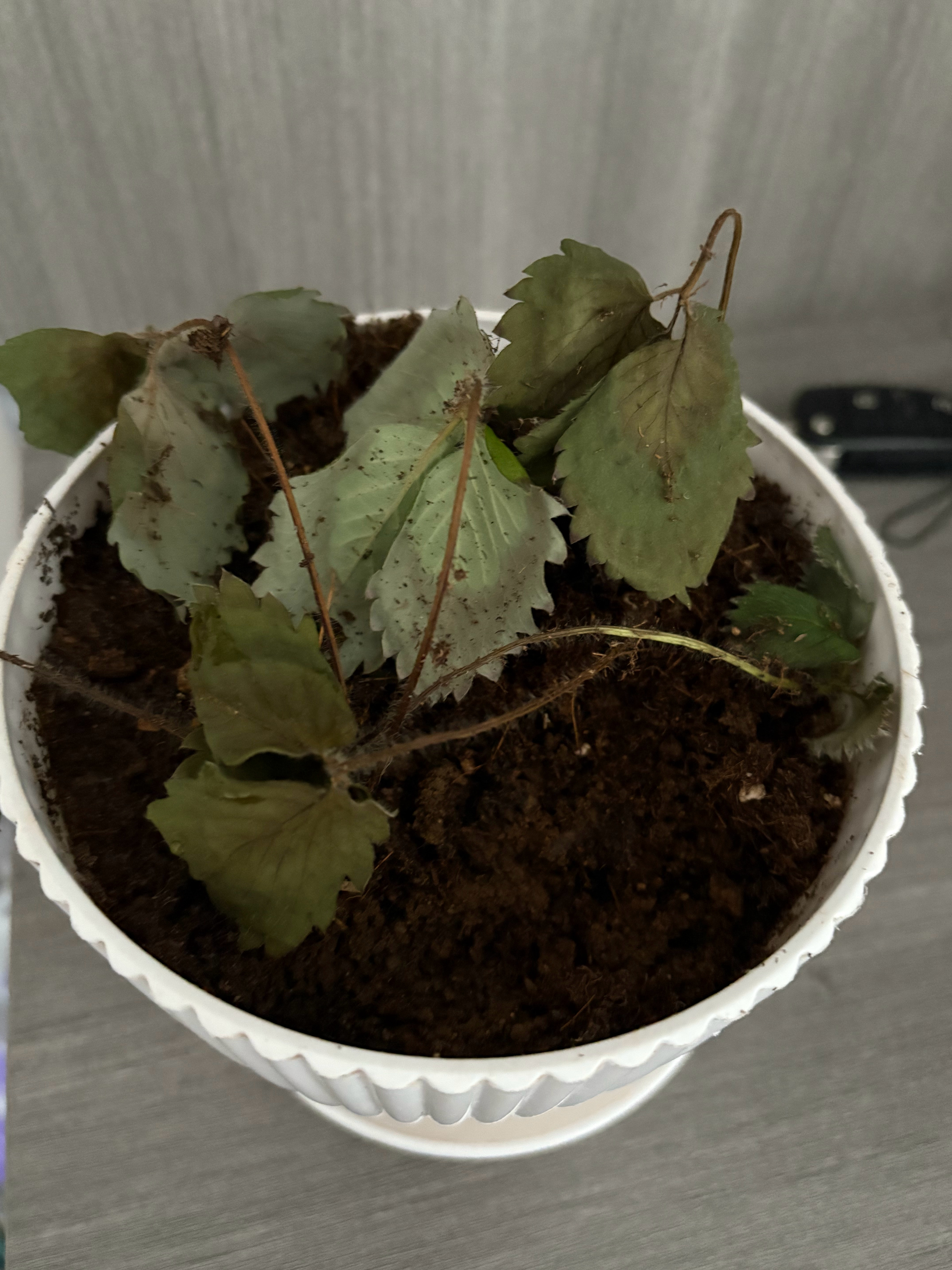 种草莓失败日记📔 