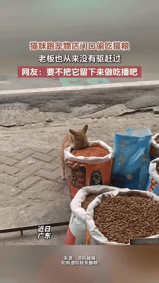 “这是成精了”！广东，一流浪猫经常跑到宠物店门口偷吃猫粮，有爱心的店主看它可怜从