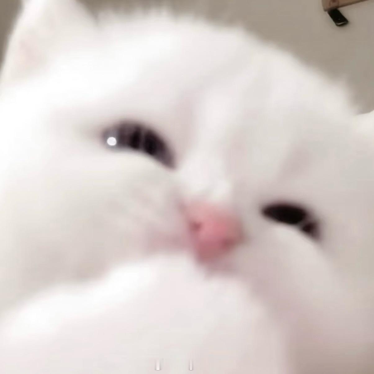 太猫了完全找不同失败>< ​​​