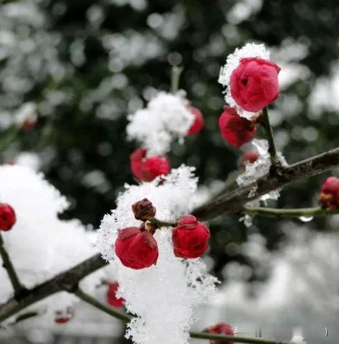 下联：雪飘雪止雪无言。