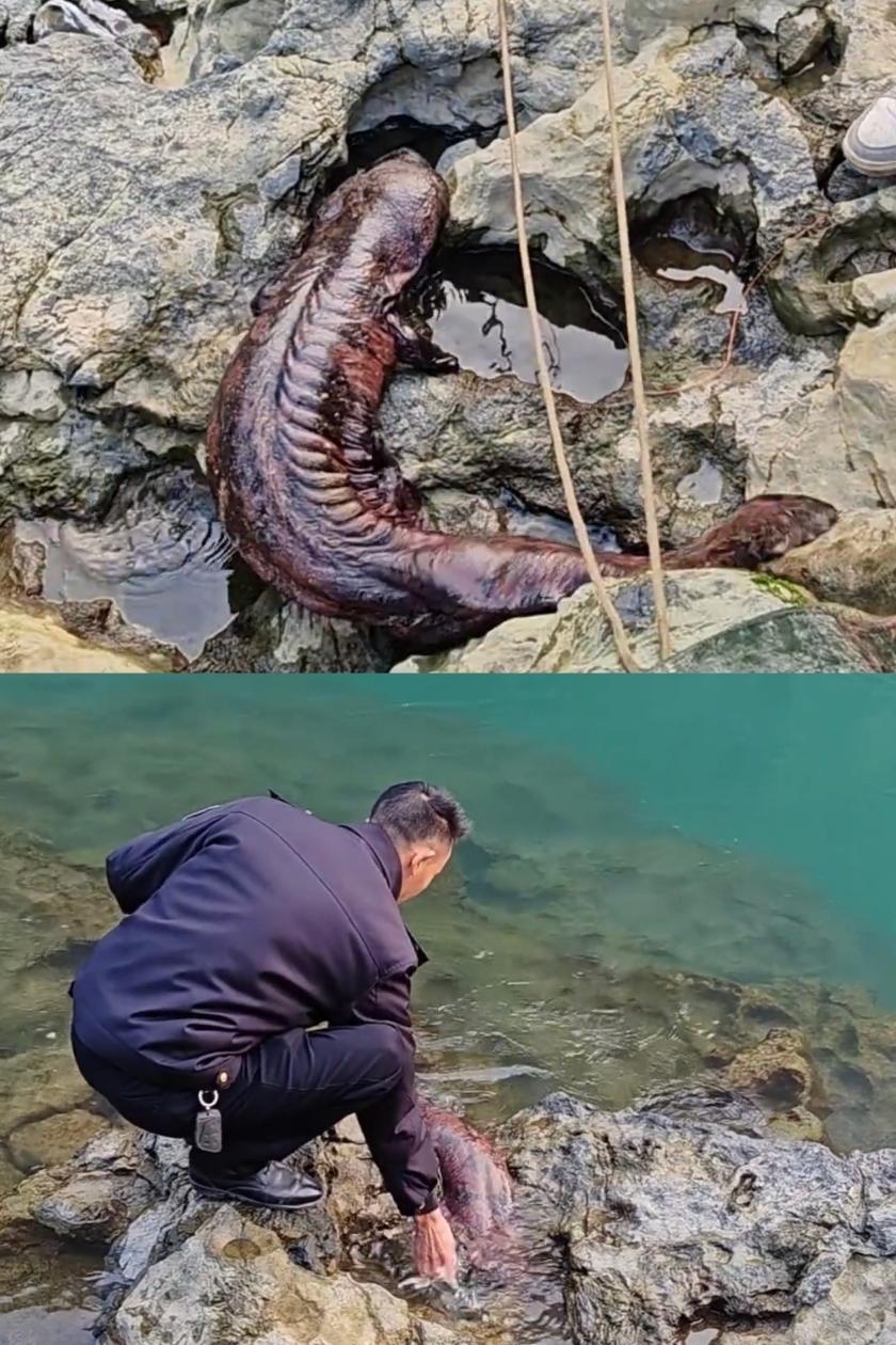 重庆武隆区江口镇，郑强和郑树林在乌江边上忙活，突然看见岸边趴着个大家伙，走近一瞅