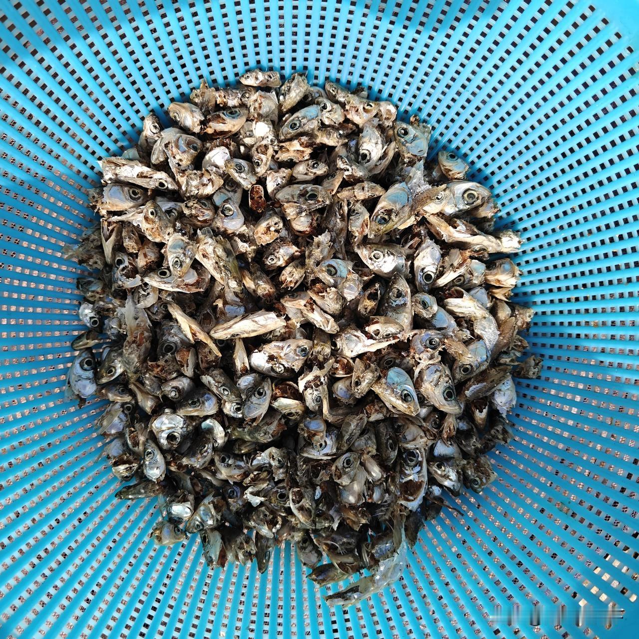 这个在你们那里卖多少钱一斤？