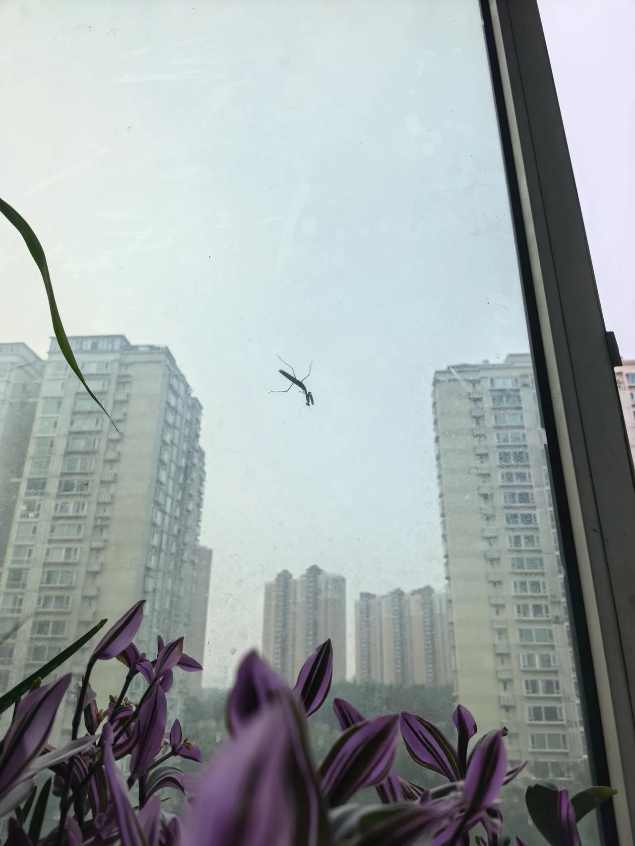 八层啊，这么老高它是怎么爬上来的呢？