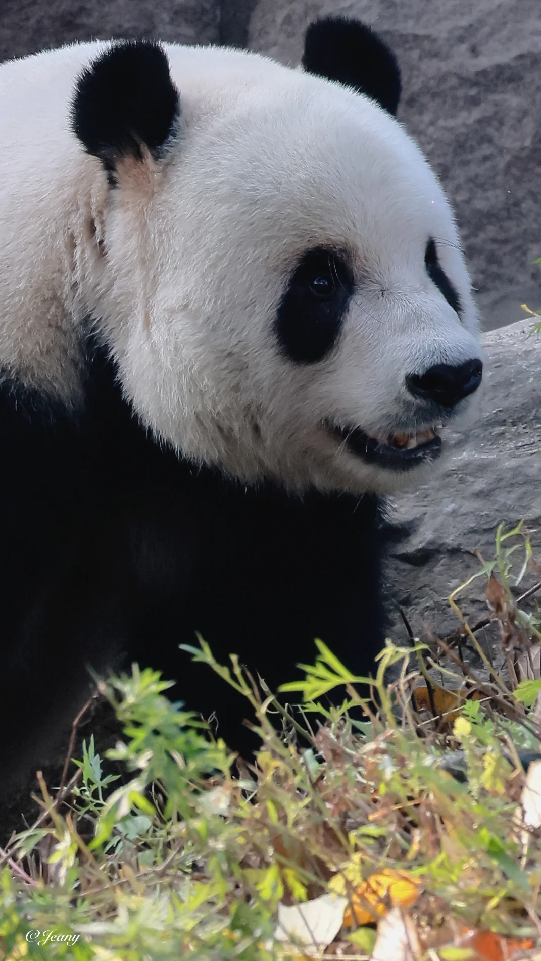 萌二在秘密基地🐼干啥呢？