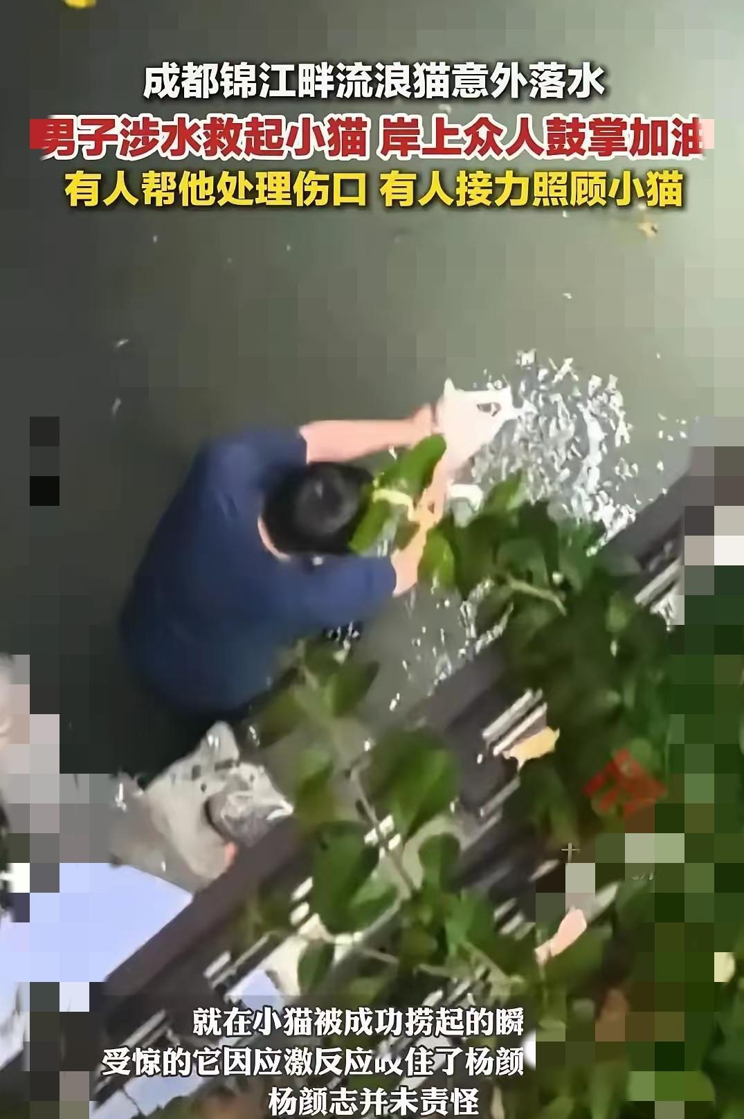 不知道大家有没有看过这段广为流传的暖心短片。
     成都锦江边上，一只小猫不