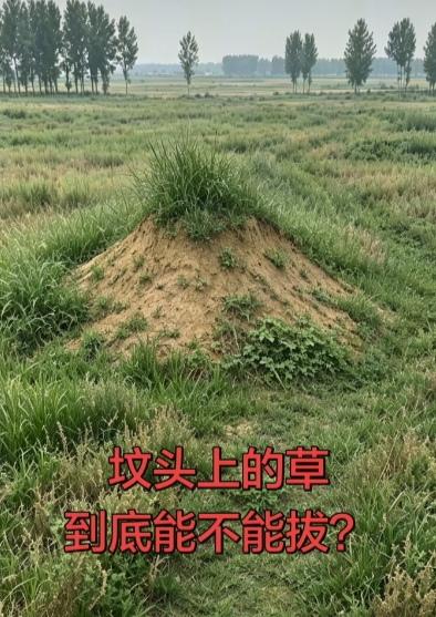 坟头草到底能不能拔？
邻居大哥去地里干活，发现他父亲的坟头上长满了草，于是便花了