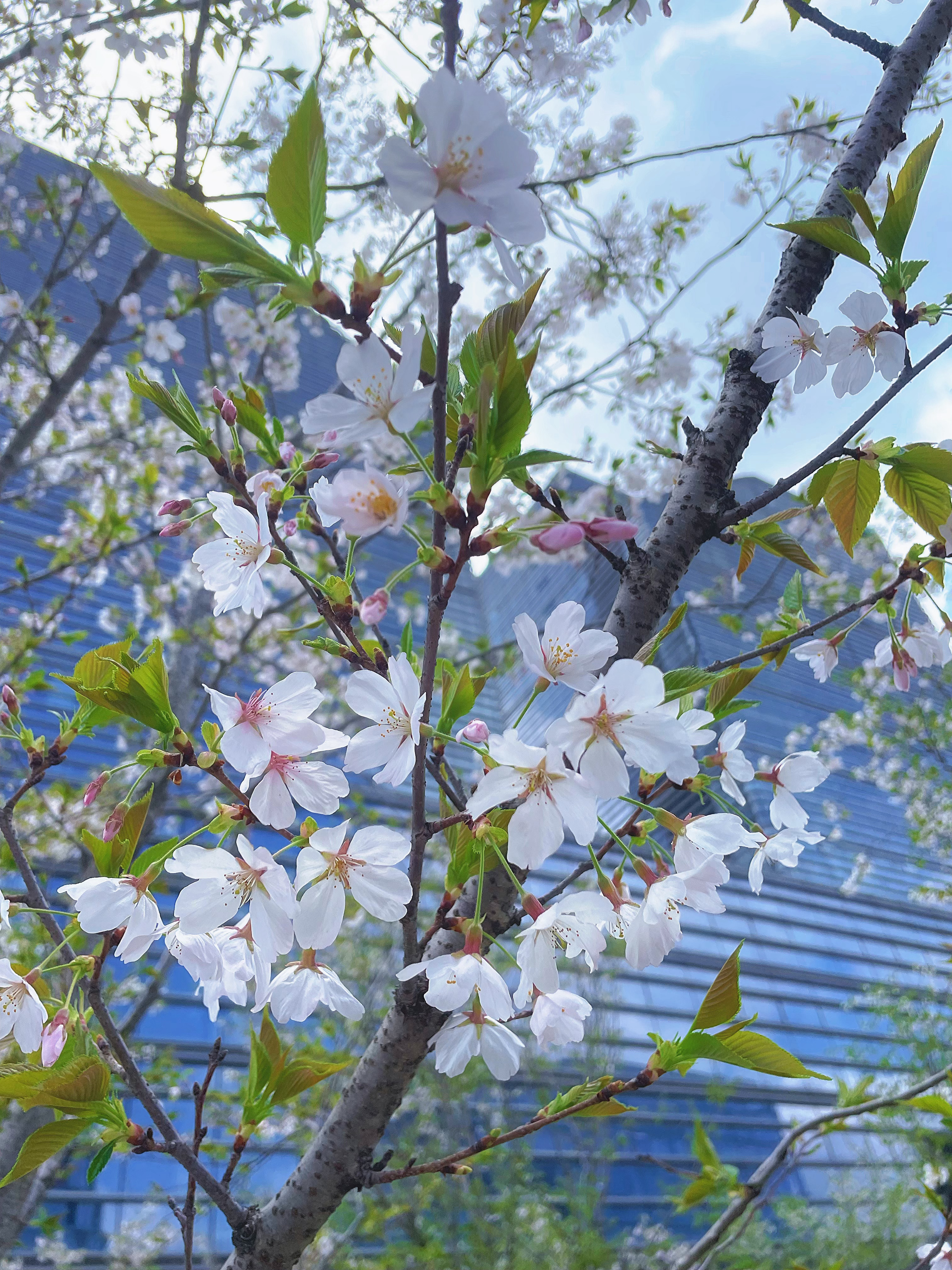 不知细叶谁裁出，二月春风似剪刀。 