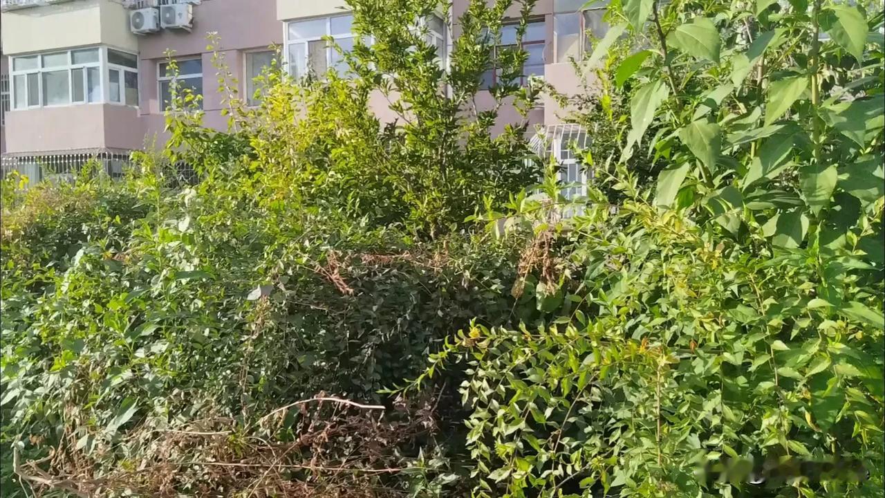 
秋天的……