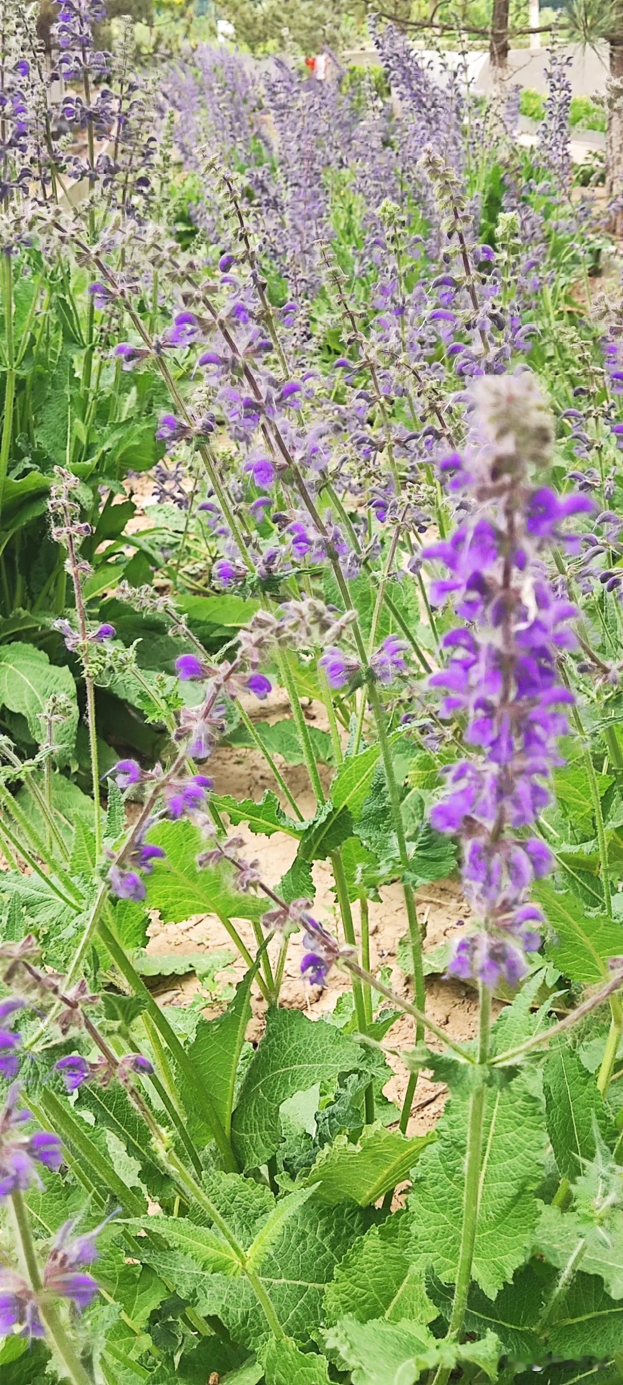 春日生活打卡季北七家科学城滨河公园