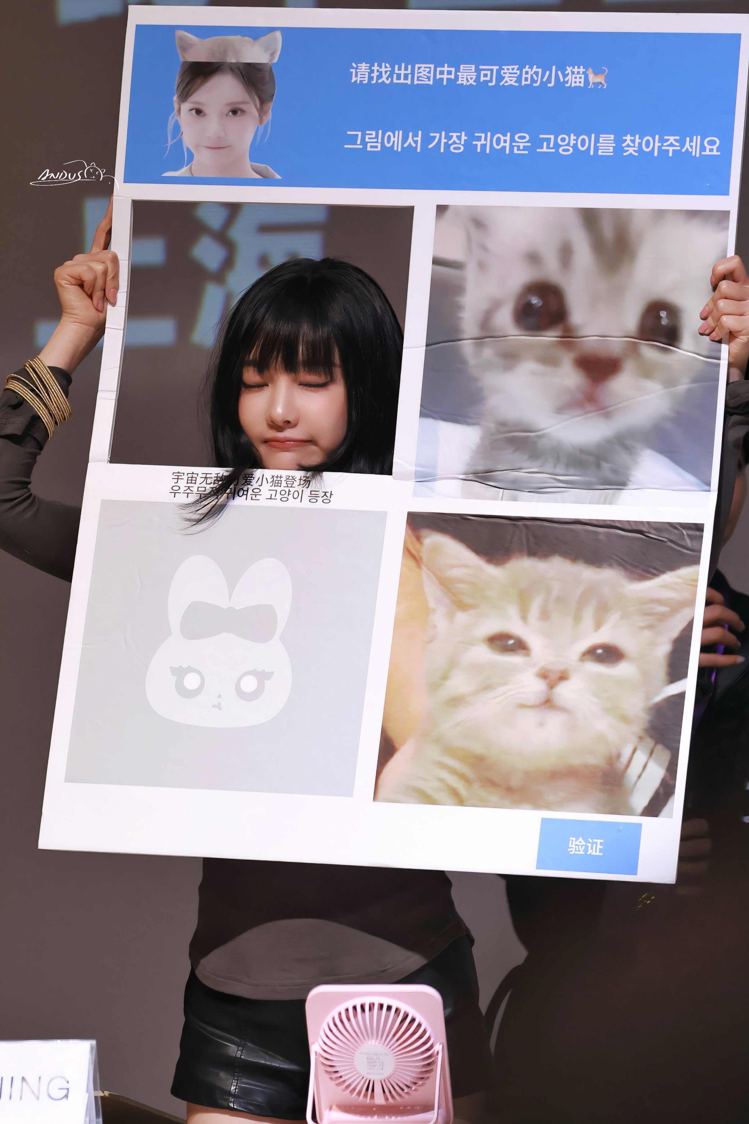 宇宙无敌可爱小猫登场🐱/