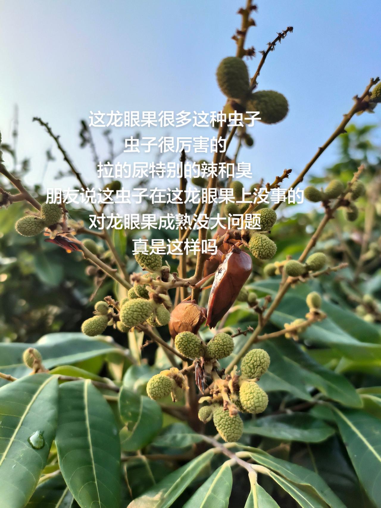 这龙眼果很多这种虫子
虫子很厉害的
拉的尿特别的辣和臭
朋友说这虫子在这龙眼果上