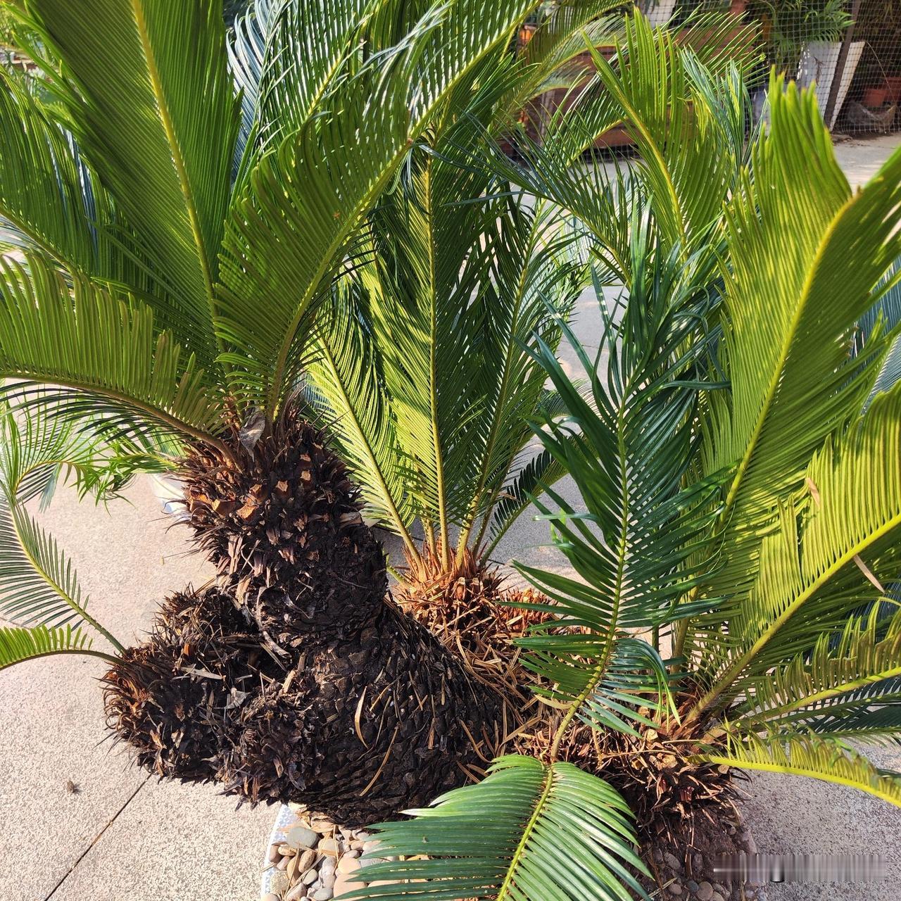 回来过春节的第一批次的人报到了。精明的老板们开始信心百倍地打扫自己的店了。
公司