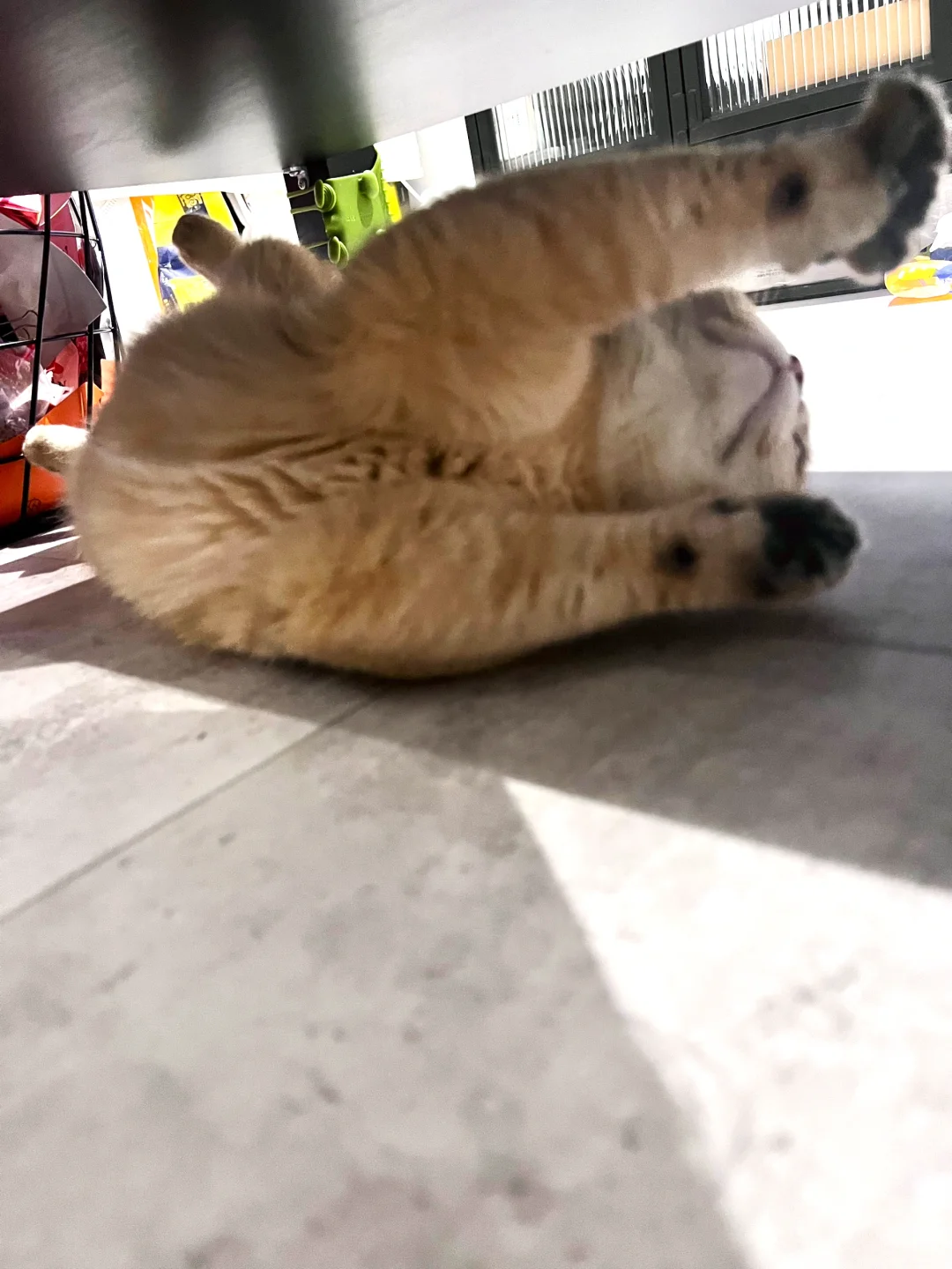 今日份小猫撒娇
