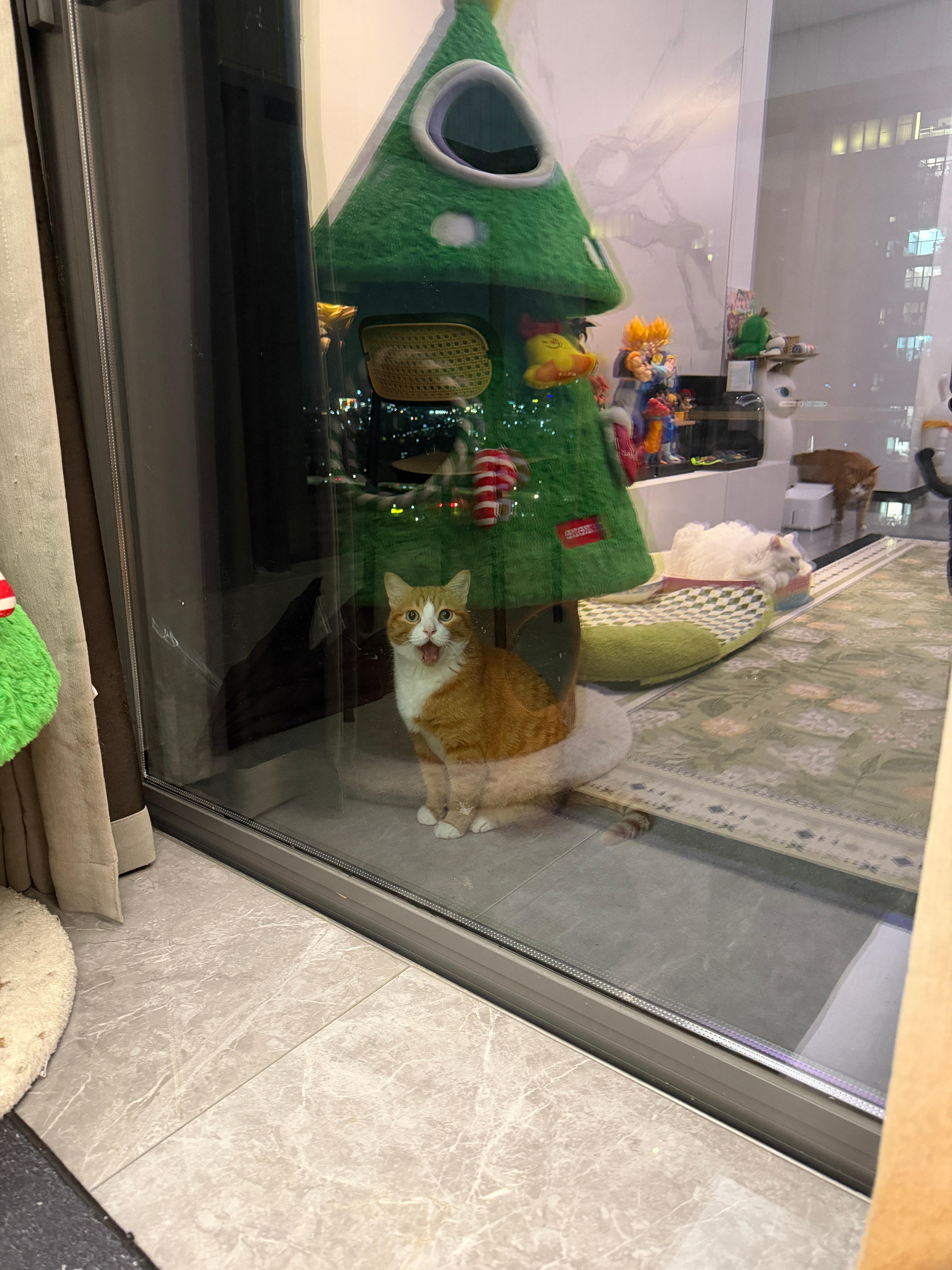 随手又把咪猫关外面了😂咪包奇