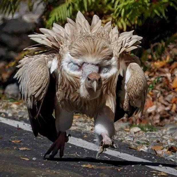 喜马拉雅秃鹫脖子后面长着两片‘假眼睛’羽毛。乍一看，像有个更大的家伙在盯着你。最