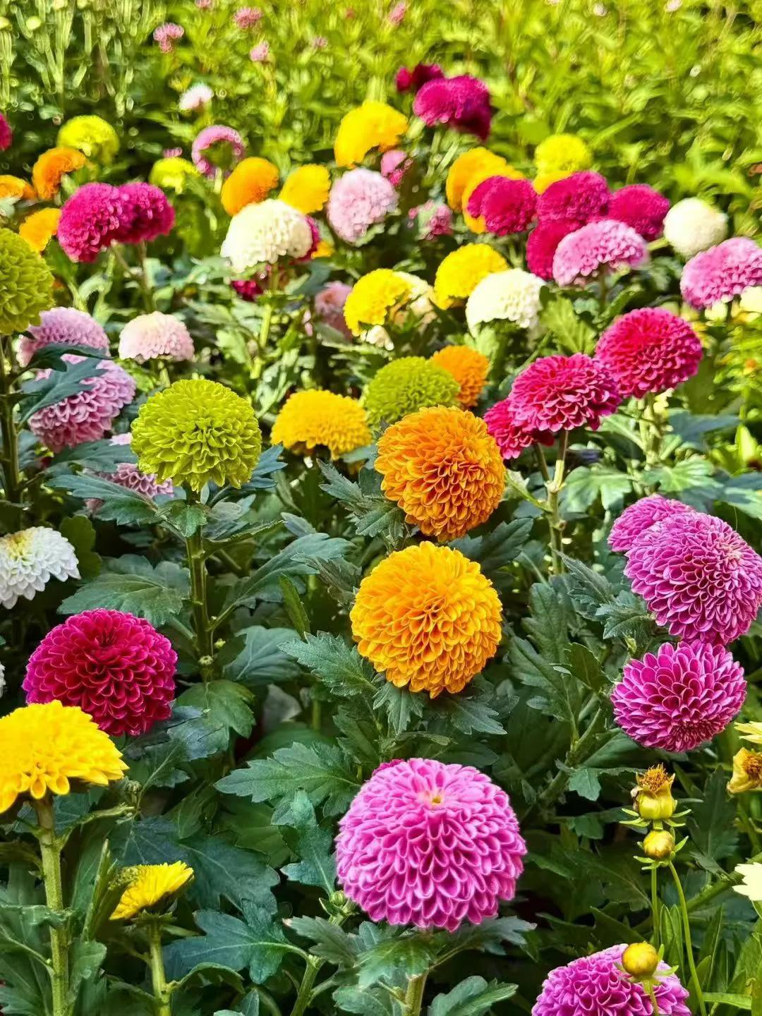 今天5月5日，农历4月初八。
浴佛节我和你一起共沐佛光，共沾法喜。[玫瑰][祈祷