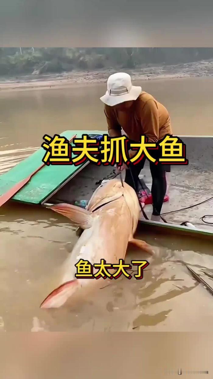七夕节桨板奇遇：男子误将鱼尾当玩具，徒手拽起60斤“淡水鱼霸”。
2026年8月