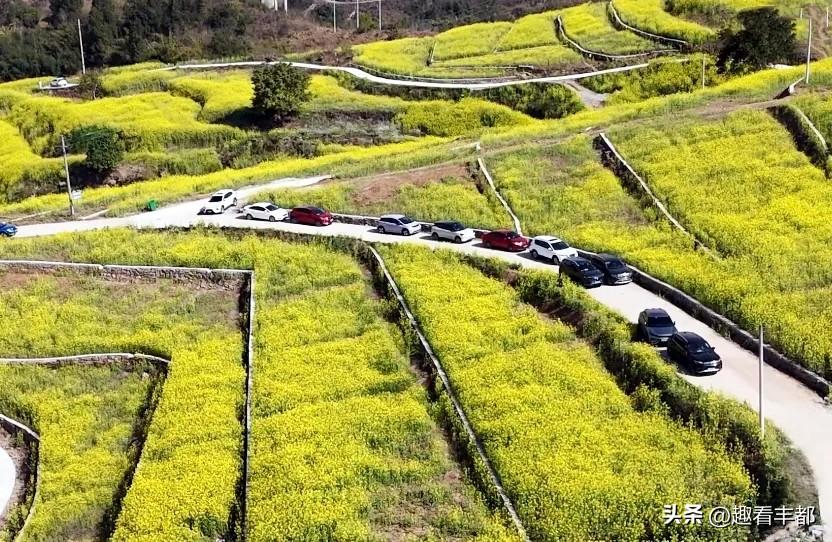 藏不住了！丰都这片600亩金黄花海，美到出圈还能助农增收✨
春风送暖，繁花缀野！