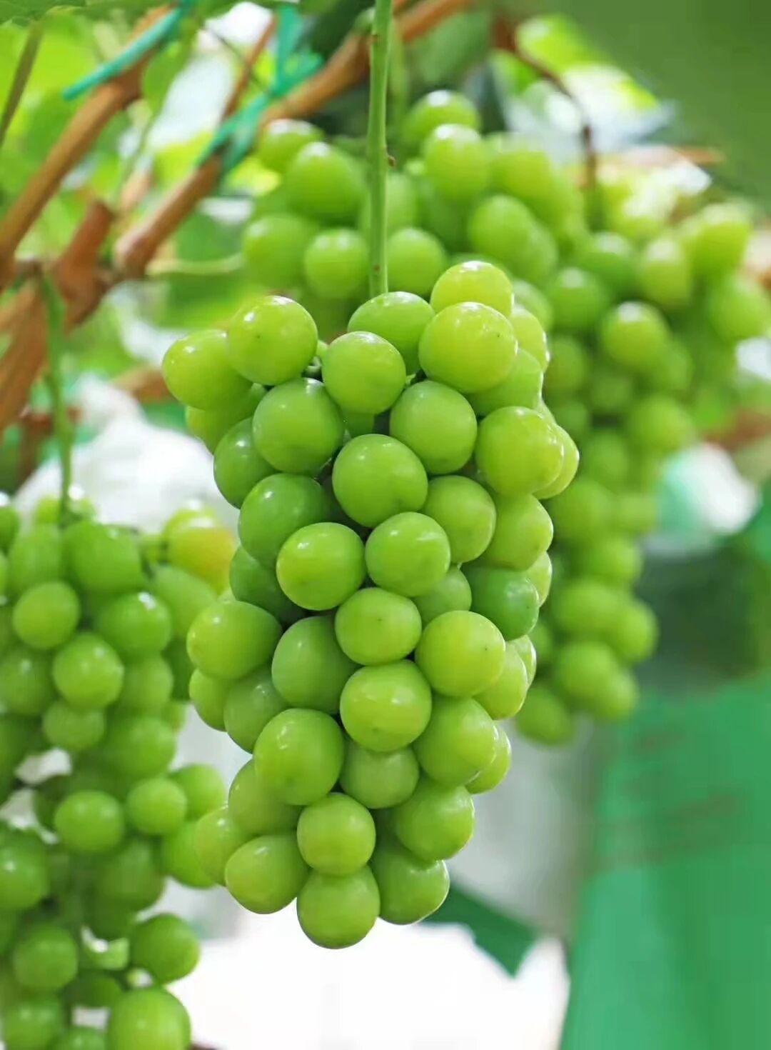 优质品种葡萄