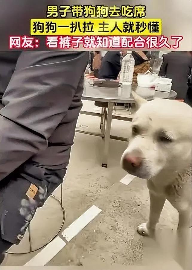 太绝了！男子带狗去吃席

狗子竟用爪子拍主人讨食

咱就是说，这狗子简直成精了！