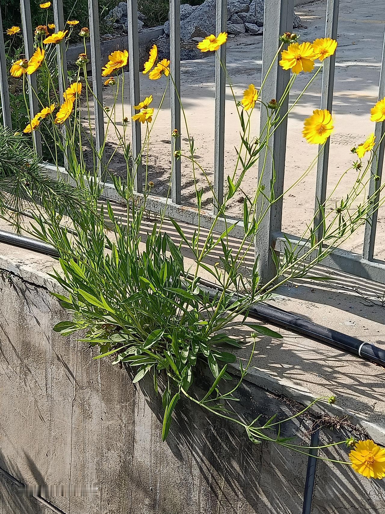 去给对门老王拜年，老王面色严峻的感慨道：
       父亲92、母亲90，他兄