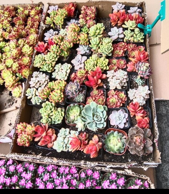 家人们快看呐！这多肉也太绝了吧！红的像小火焰，绿的像小翡翠，粉嘟嘟的也超可爱，每