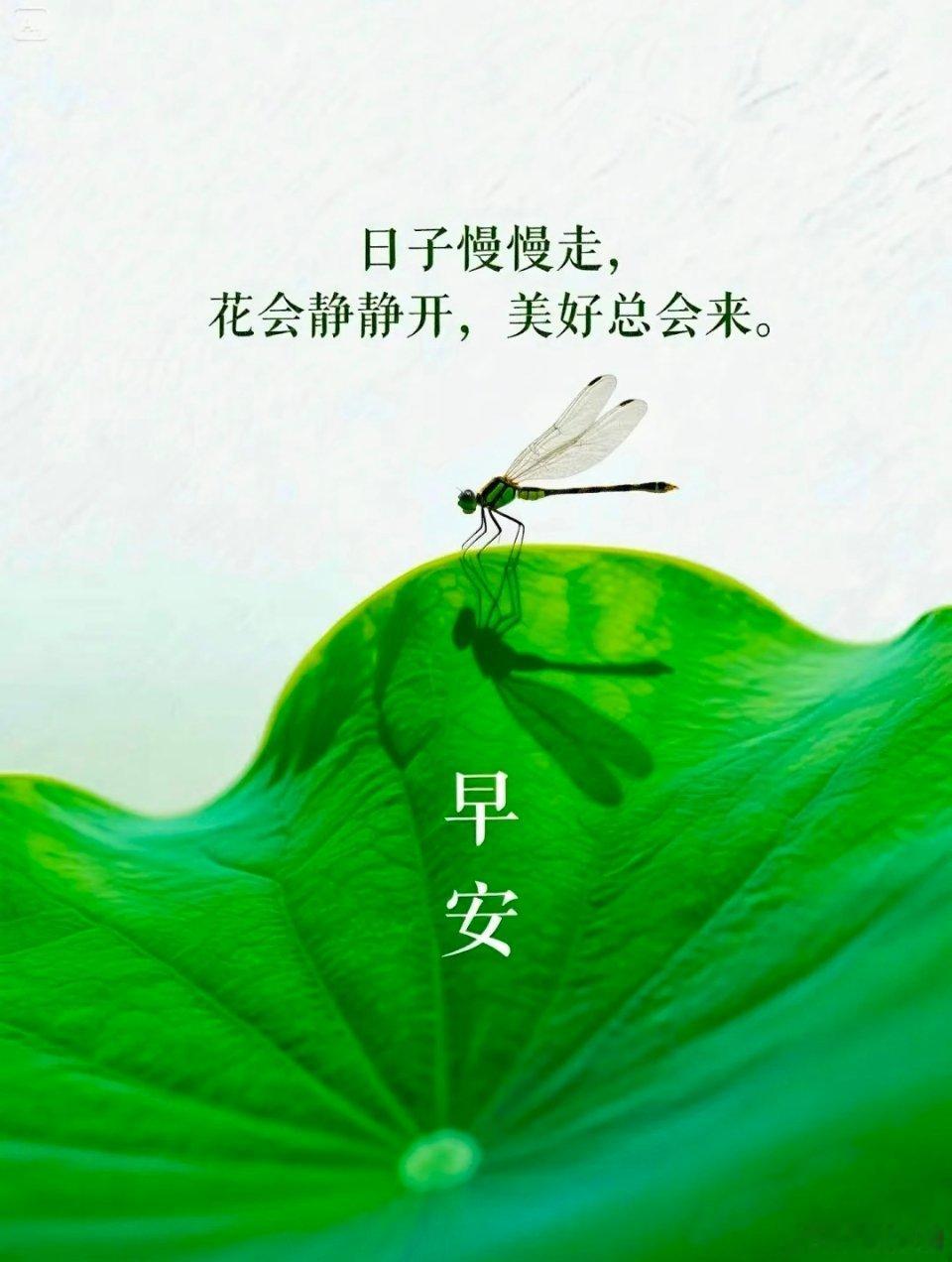 好事天天有，如意都拥有，愿你有坚定的梦，也执着于奔跑，与生活拥抱，慢慢变好，早安