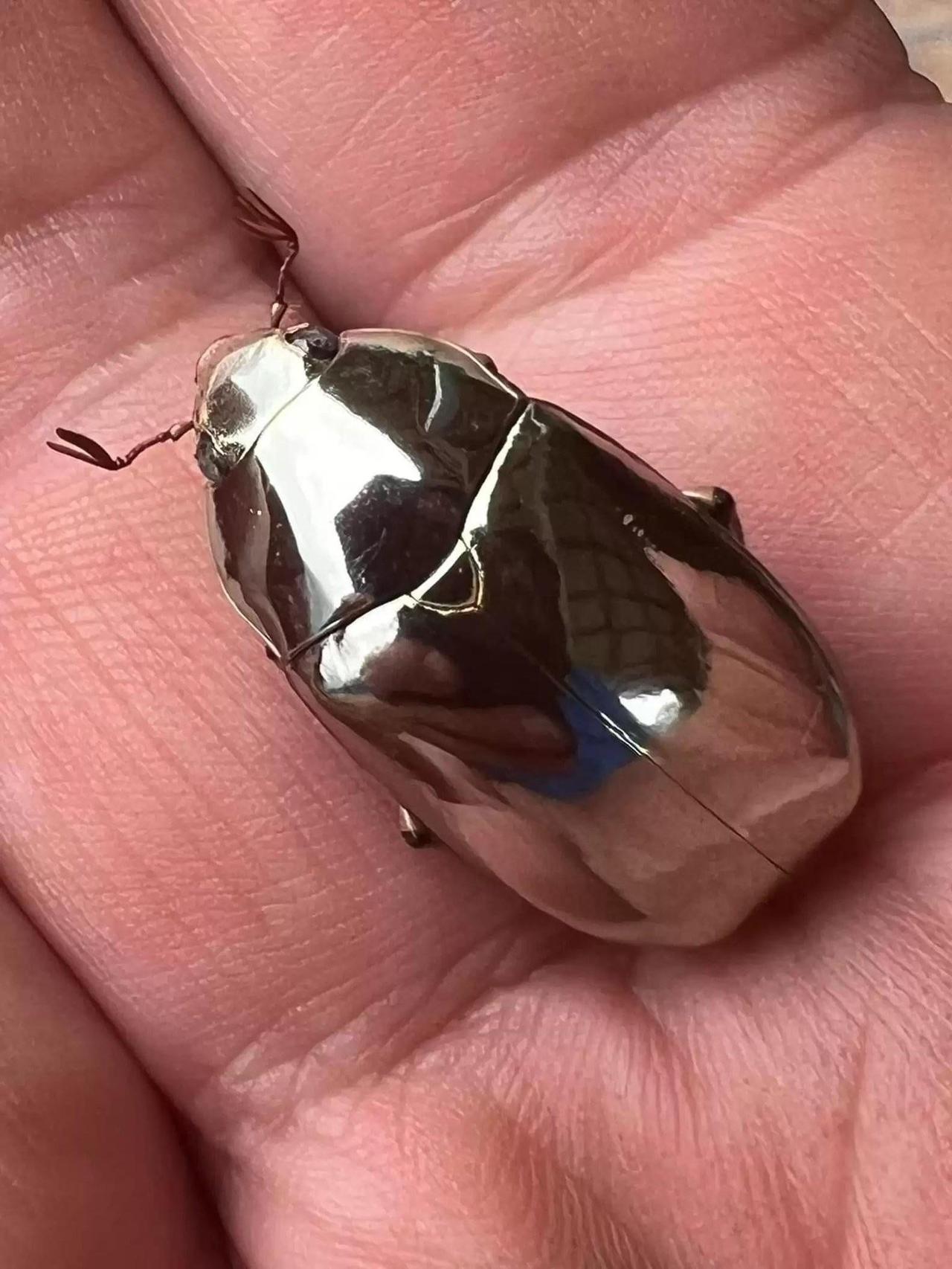 一只甲虫，外壳像抛光金属，能反射近97%的可见光。2022年，哥斯达黎加一名男子