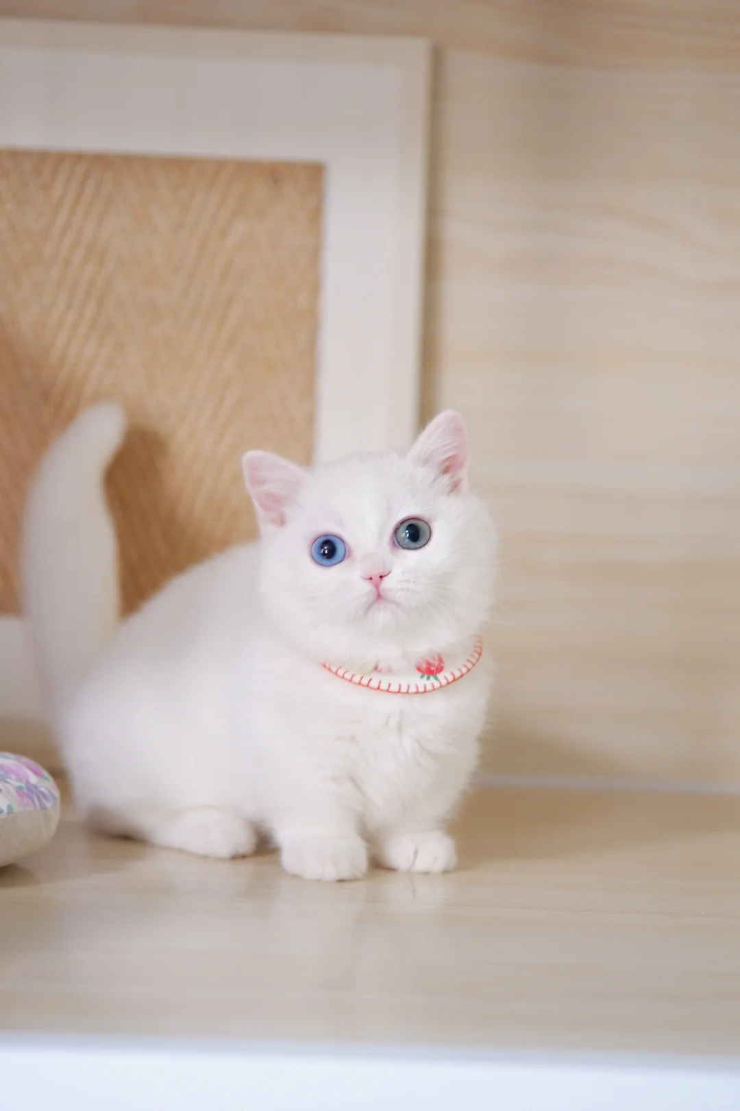 异瞳纯白曼基康矮脚猫