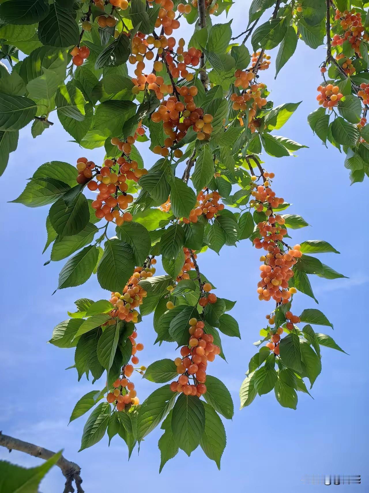 公园美丽景随拍