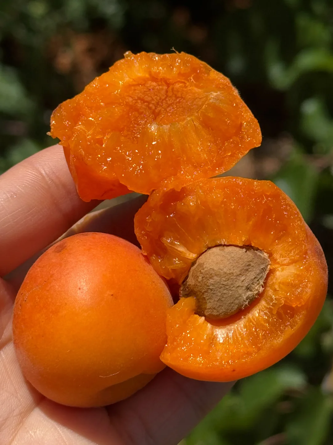 中期的杏子甜到翻沙，错过了在等一年！