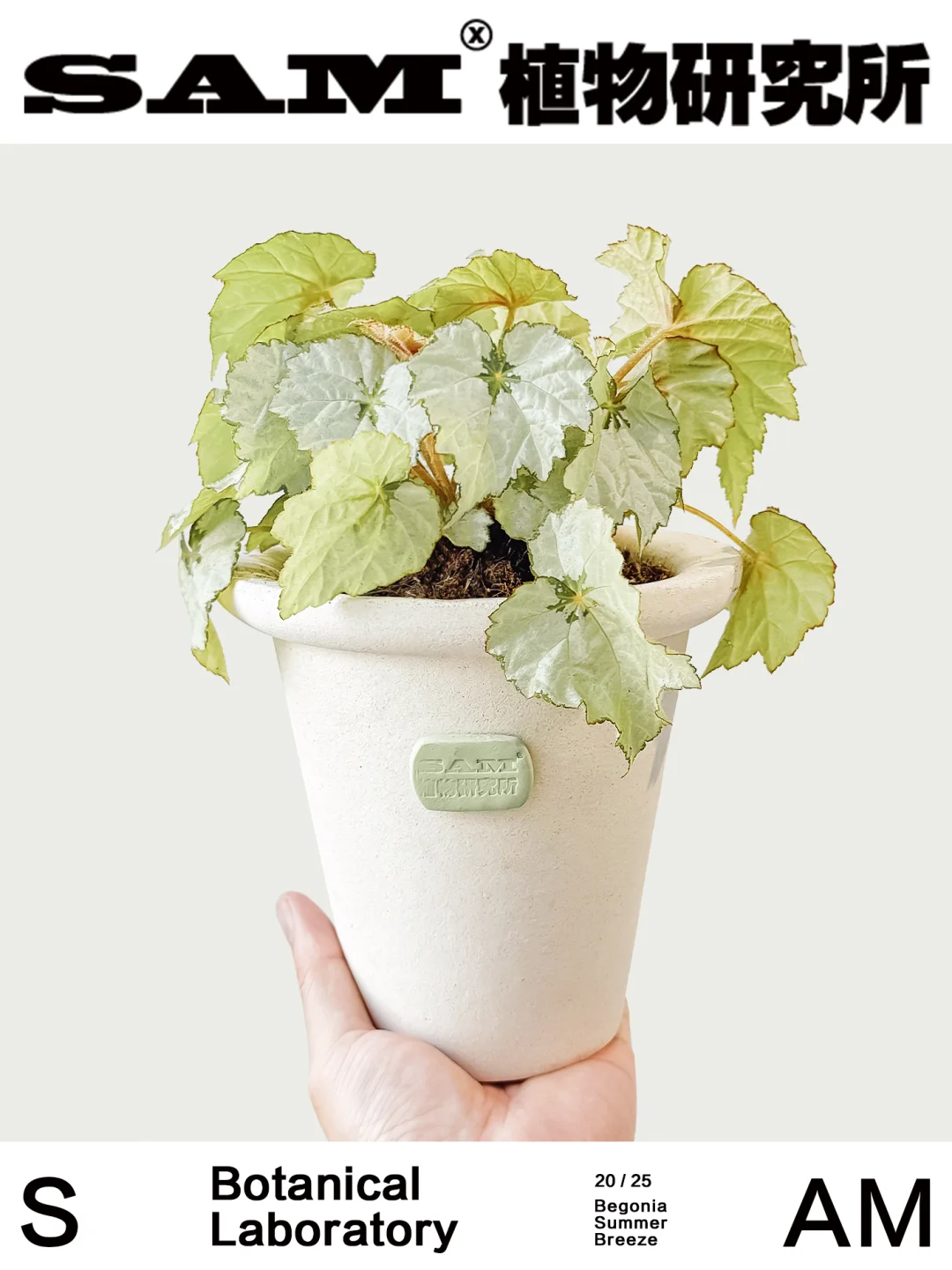 假日雪花｜Begonia Holiday SnowFlake