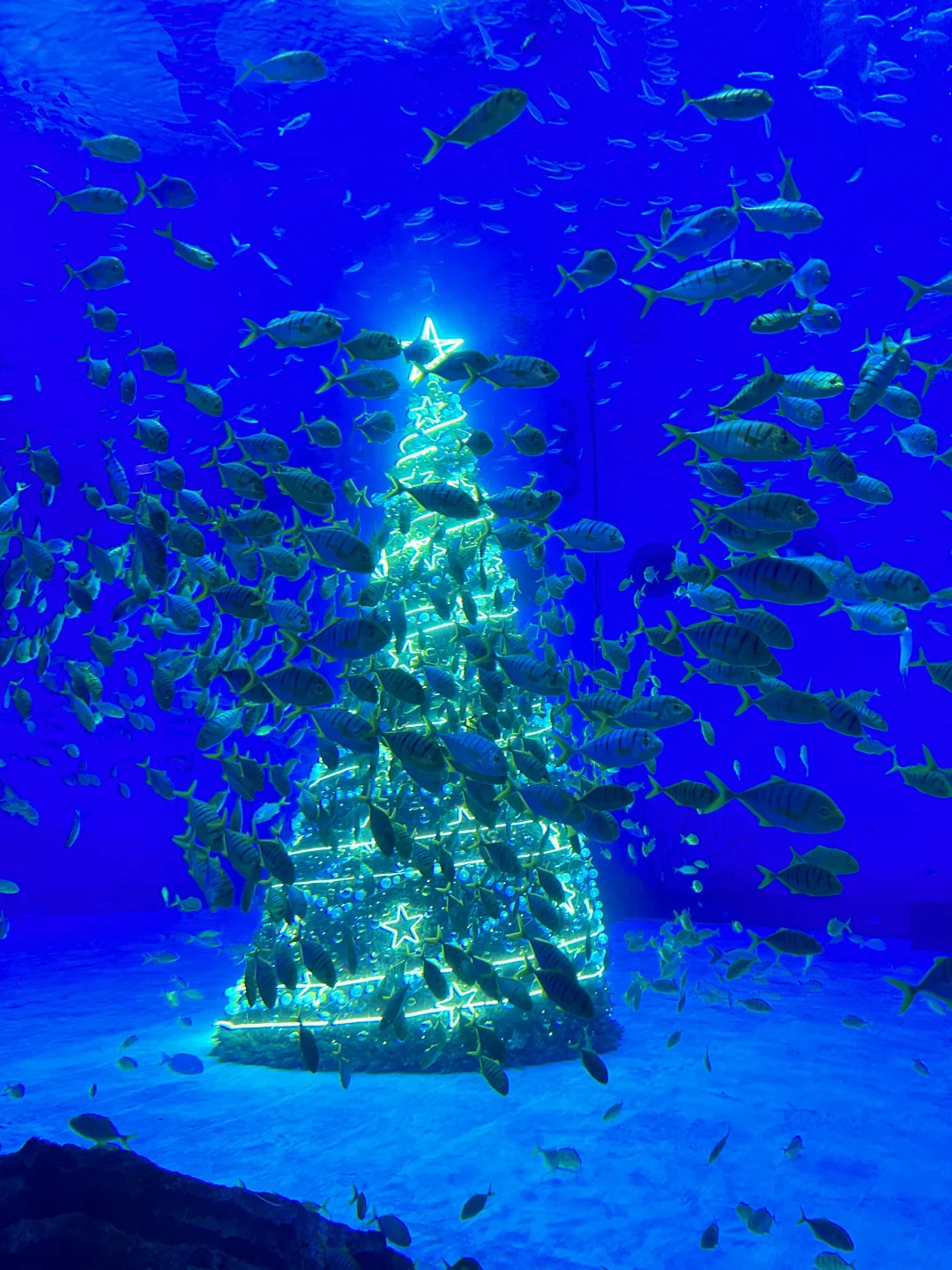 上海蕞硬核的圣诞树🎄在海底