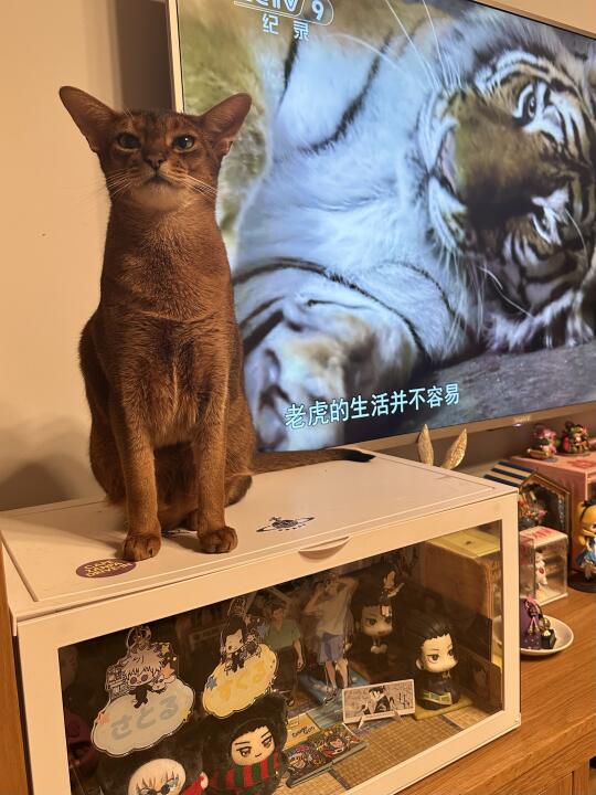 小猫和大猫骄傲合影