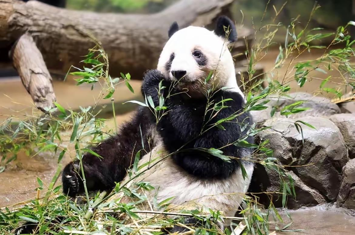 2月2日，日本大熊猫饲养员的一则留言，感动了无数日本网友，甚至有网友高呼“我太想