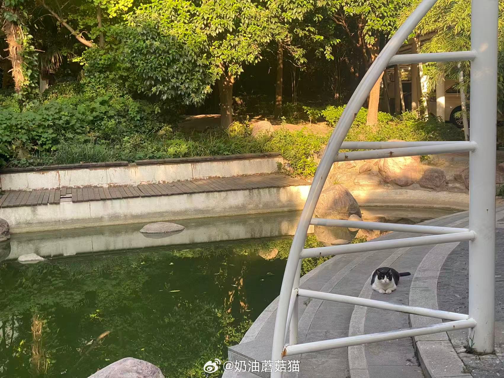 熊猫猫早上好[手指比心][手指比心][手指比心] ​​​