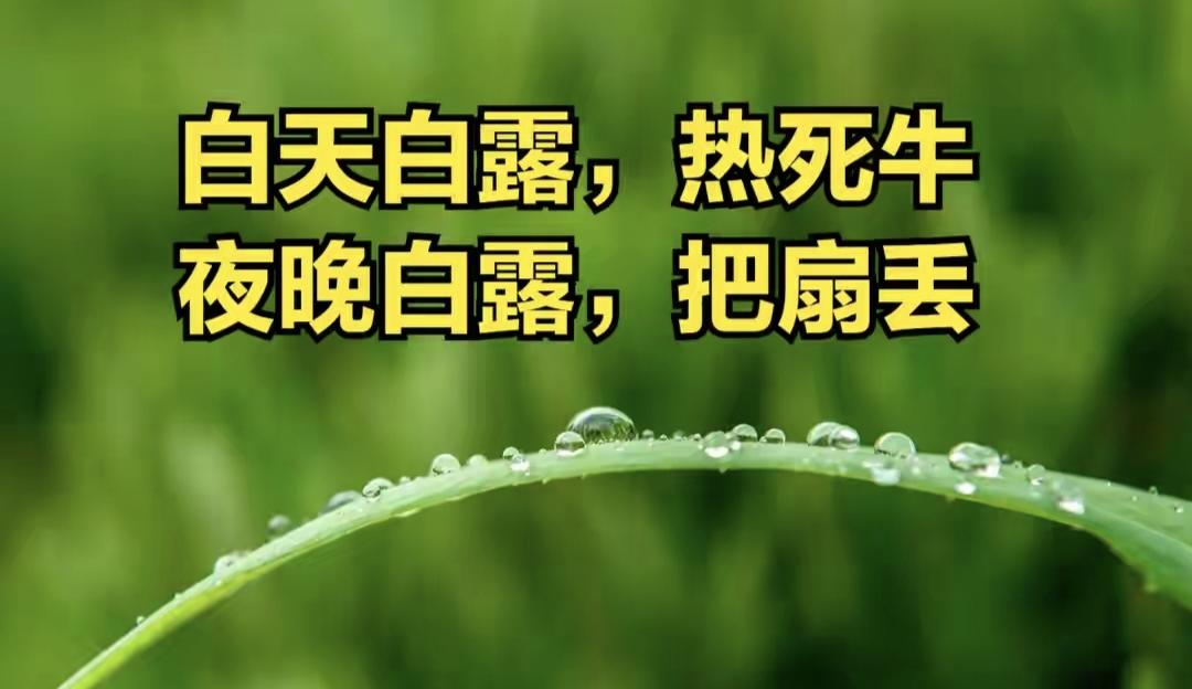 “白天白露，热死牛；夜晚白露，把扇丢”，今年白露在几点？


“白天白露，热死牛