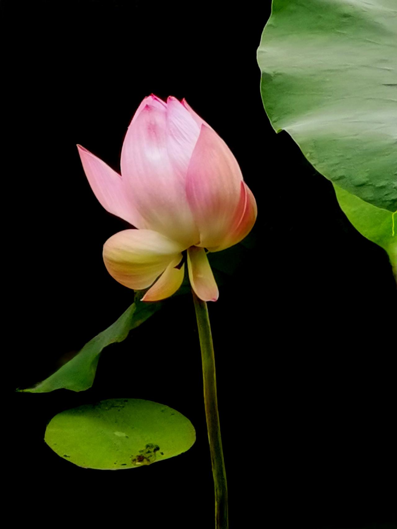 洋泾湖荷花洋泾湖 公园洋泾湖 洋泾湖科创园 荷花