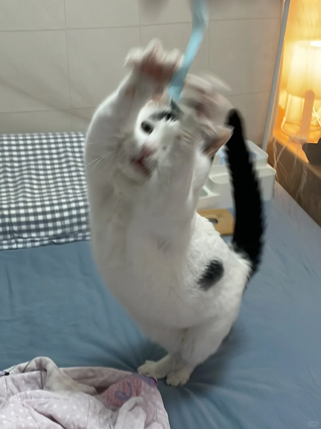 身段妖娆步态轻盈奶牛猫中的精品