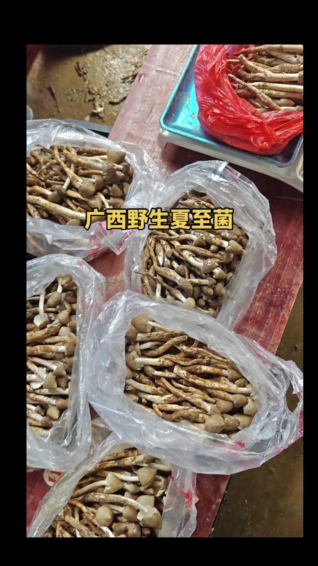 广西野生夏至菌有多绝？🍄广西野生夏至菌真的绝了！撕几朵炖土鸡，金黄汤头鲜掉眉毛