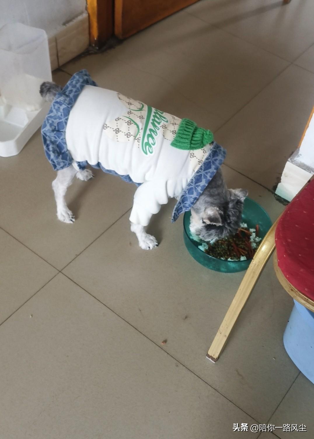 “求助万能的条友们”！我家狗狗再也不吃狗粮了，顶多把狗粮里面的肉粒吃掉，该拿它咋