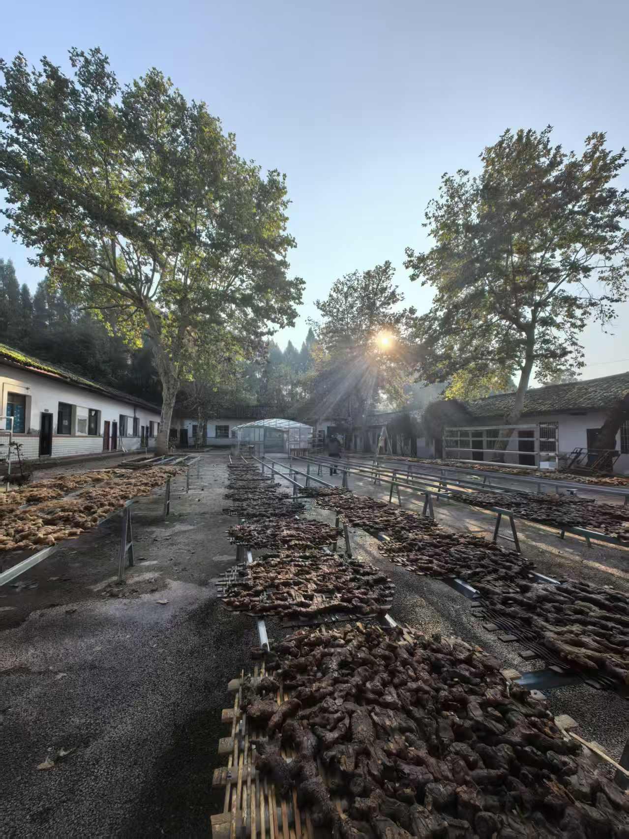 早晨的第一缕阳光洒在九蒸九晒黄精上，小院里满是黄精的芬香，白天太阳晒，晚上露水露
