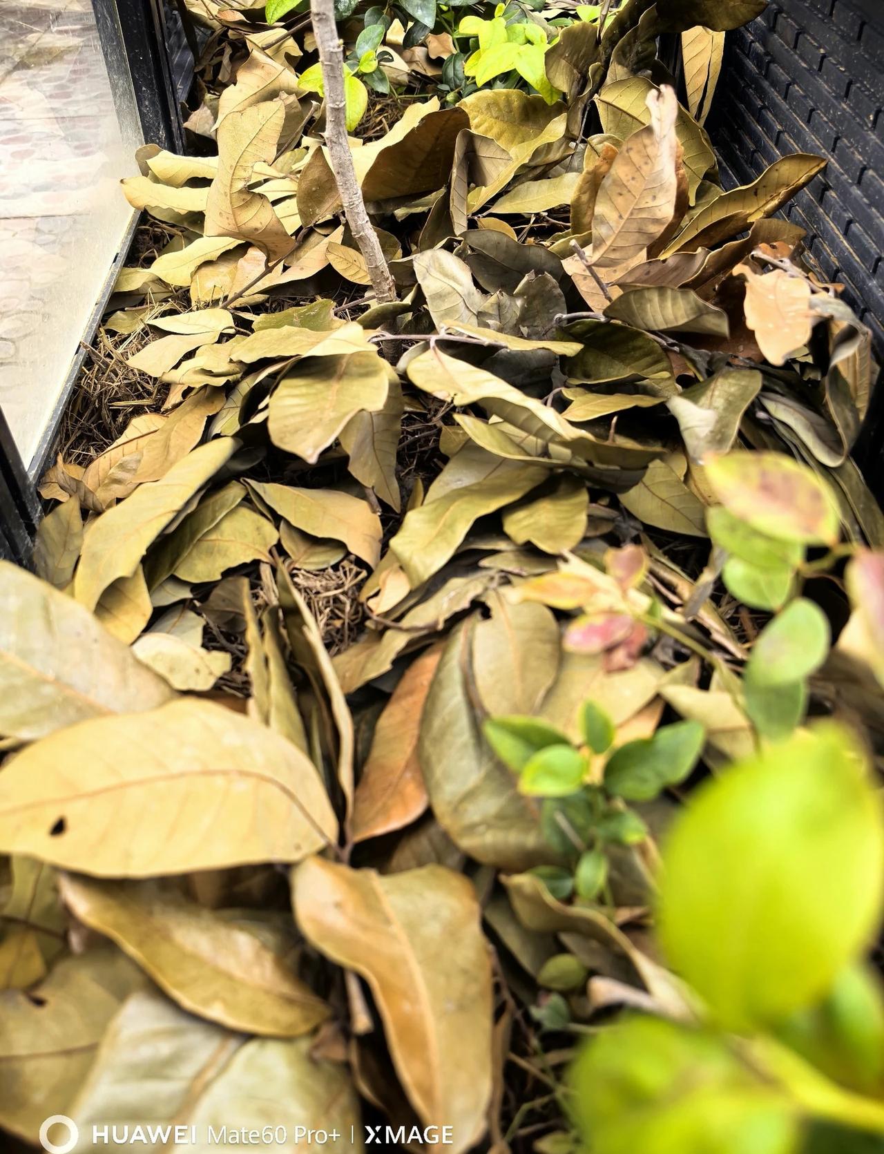 黄缘环境夏日限定--龙眼叶
冬天用的稻草已经腐化了，变成了小碎屑，为了保持环境湿
