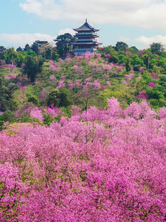 交换春天｜南宁的春和景明樱花占一半