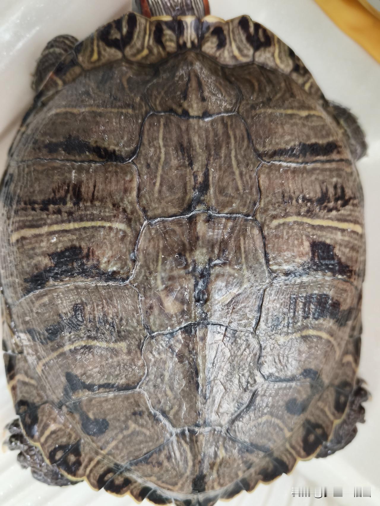 我家龟让豆包看，豆包说我家龟只有九岁哈哈，说明我家龟养的非常好。龟🐢特显得年轻