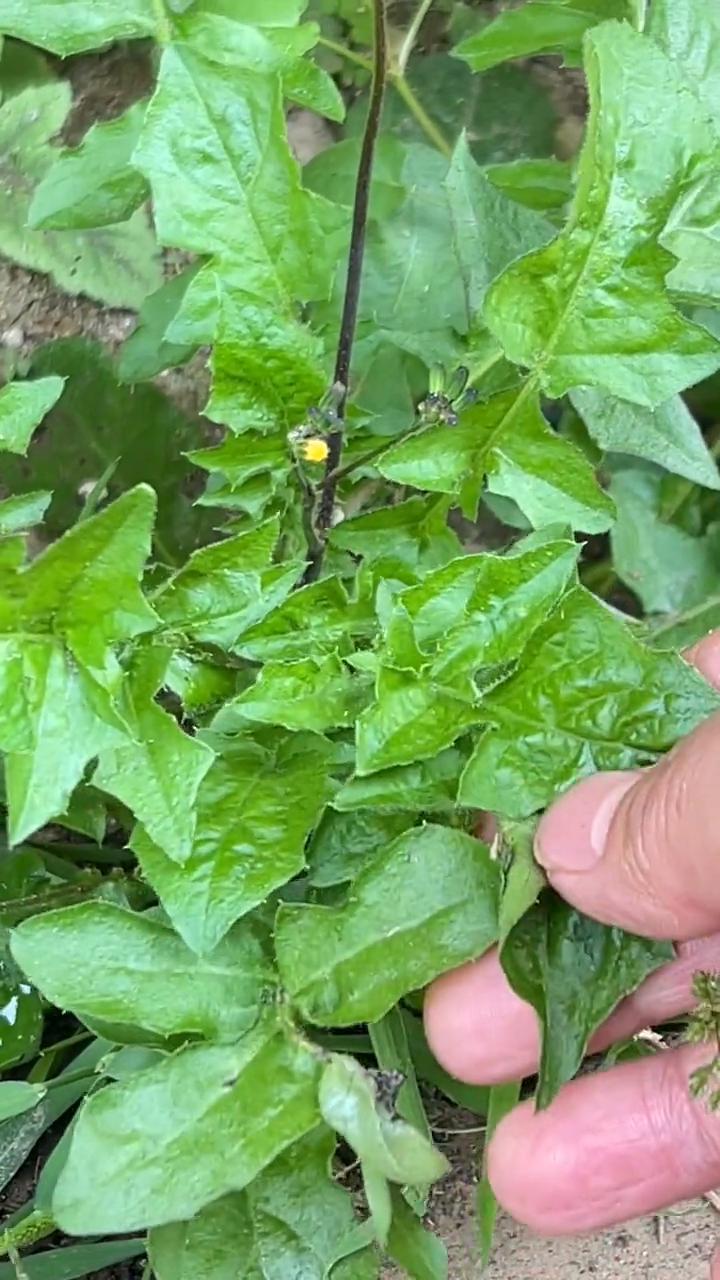 眼前的这颗就是大名鼎鼎的环阳草了，据说把它晒干后用水浸泡还能复活，真是太神奇了。
