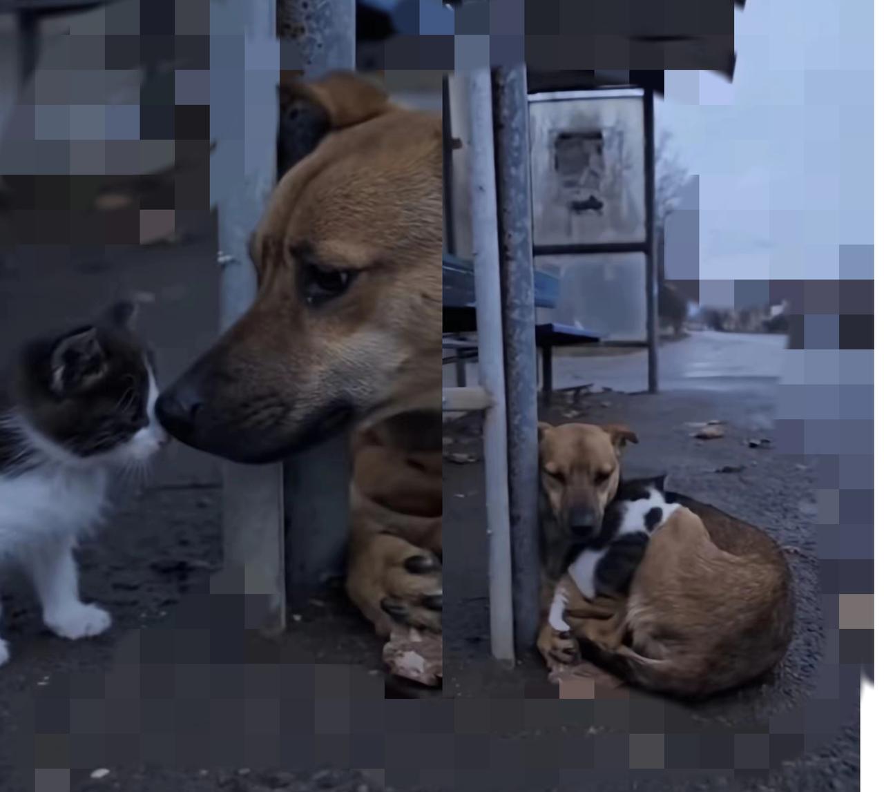 谁说弱小的生命只能各自挣扎？
       公交站那幕猫狗抱团取暖，狠狠戳中了我