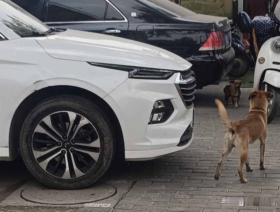 城市的狗为什么没人管？
     刚才从地铁口出来，被一只狗追着咬，这附近有很多