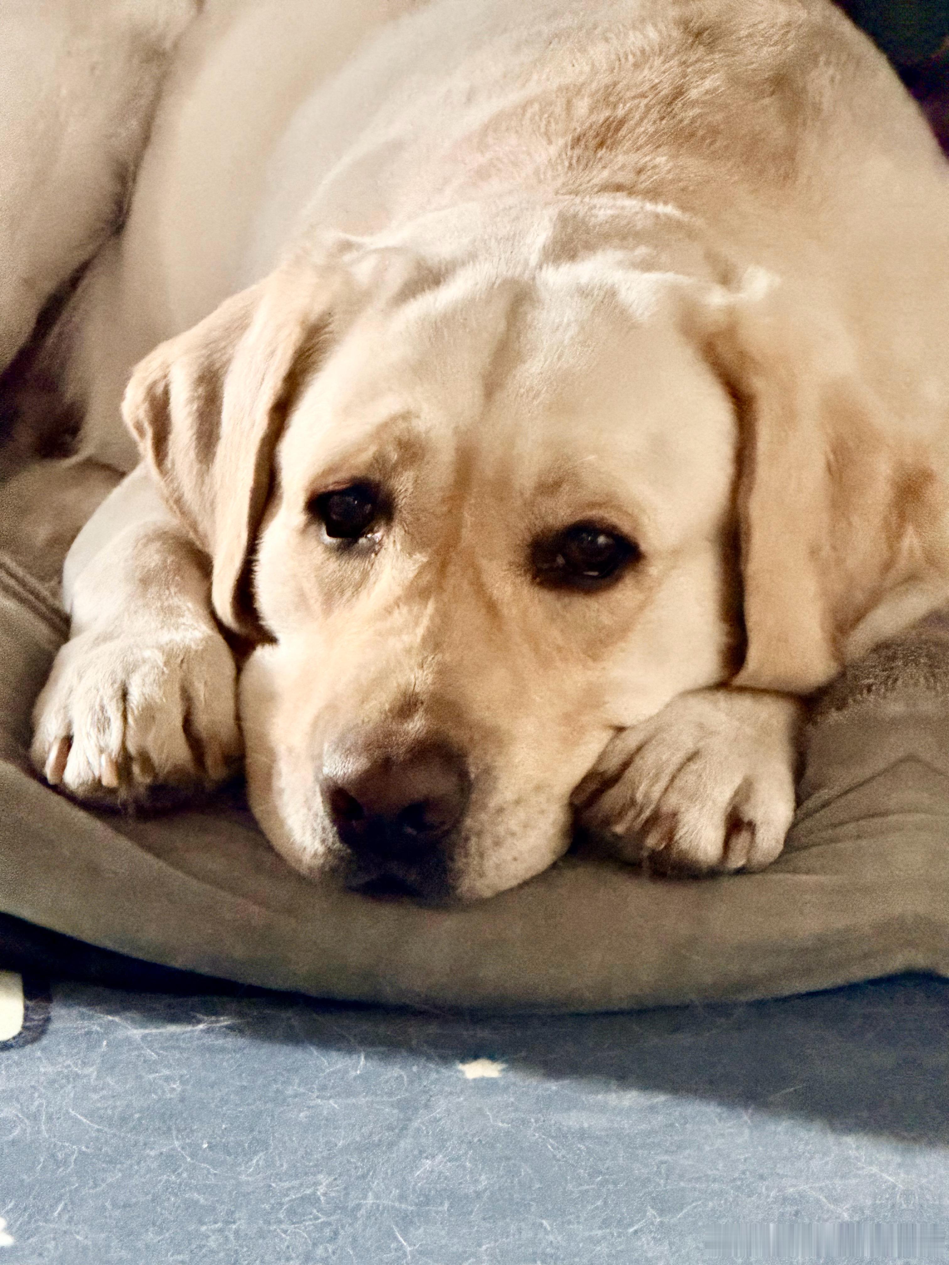 早上好！看看可爱拉布拉多大臭狗拉布拉多托斯卡的日常拉布拉多 北京