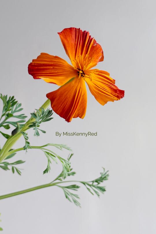 小众花材｜花菱草